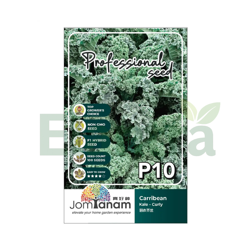 P10 KALE - CURLY